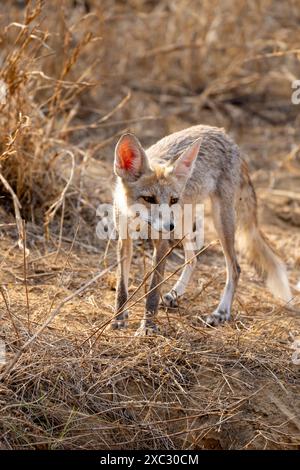 Renard à pattes blanches (Vulpes vulpes pussilla) photographié au Jhalana Leopard Safari Park India en mai Banque D'Images