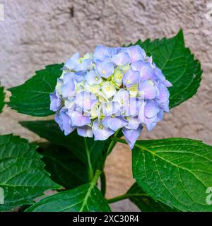 Hydrangea, communément appelé hortensia, est un genre de plus de 70 espèces de plantes à fleurs originaires d'Asie et des Amériques les fleurs de beaucoup de HY Banque D'Images