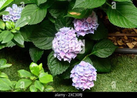 Hydrangea, communément appelé hortensia, est un genre de plus de 70 espèces de plantes à fleurs originaires d'Asie et des Amériques les fleurs de beaucoup de HY Banque D'Images