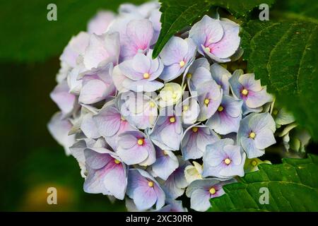 Hydrangea, communément appelé hortensia, est un genre de plus de 70 espèces de plantes à fleurs originaires d'Asie et des Amériques les fleurs de beaucoup de HY Banque D'Images