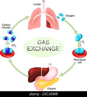 Processus d'échange gazeux de l'apport d'oxygène dans le flux sanguin à l'expulsion de dioxyde de carbone par les poumons. Système respiratoire humain. Poumon et organes internes. Oxygène Illustration de Vecteur