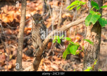 Chouette brune (Ketupa zeylonensis) perchée sur une branche d'arbre photographiée au Bandhavgarh, parc national, Madhya Pradesh, Inde en mai Banque D'Images