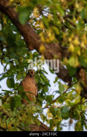 Serpent à crête blanche (Spilornis cheela) perché sur une branche d'arbre mort. Ce moyennes oiseau de proie est trouvé en forêt tropicale à travers un Banque D'Images