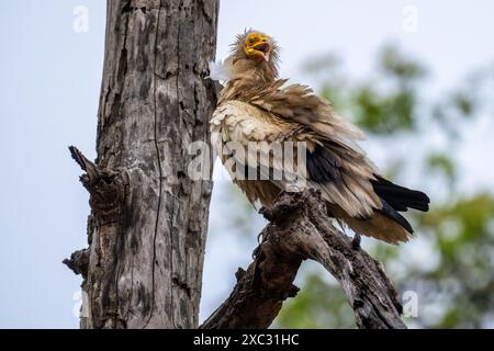 Vautours égyptien (Neophron percnopterus). Perché sur une branche, ce vautours du Vieux monde est largement distribué du sud-ouest de l'Europe et du nord de l'Afrique Banque D'Images