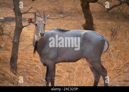 Nilgai (Boselaphus tragocamelus). Ces grandes antilopes asiatiques sont endémiques du sous-continent indien. Photographié à Jhalana, Rajasthan, Inde. Banque D'Images