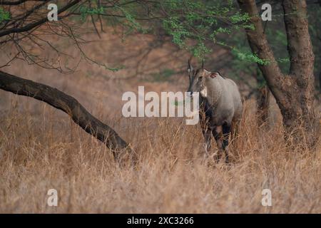 Nilgai (Boselaphus tragocamelus). Ces grandes antilopes asiatiques sont endémiques du sous-continent indien. Photographié à Jhalana, Rajasthan, Inde. Banque D'Images