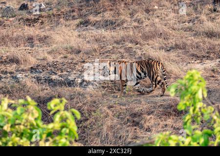 Tigre du Bengale (Panthera tigris tigris). Photographié au parc national de bandhavgarh en Inde Banque D'Images