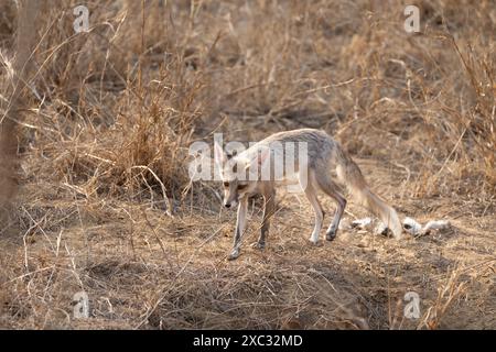 Renard à pattes blanches (Vulpes vulpes pussilla) photographié au Jhalana Leopard Safari Park India en mai Banque D'Images