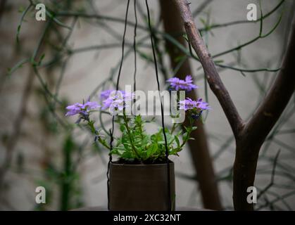 Scaevola aemula, communément appelée fleur en éventail fée ou fleur en éventail commune, est une espèce de plante à fleurs de la famille des Goodeniaceae. Il a du mostl Banque D'Images