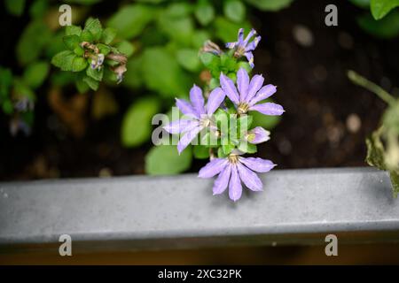 Scaevola aemula, communément appelée fleur en éventail fée ou fleur en éventail commune, est une espèce de plante à fleurs de la famille des Goodeniaceae. Il a du mostl Banque D'Images