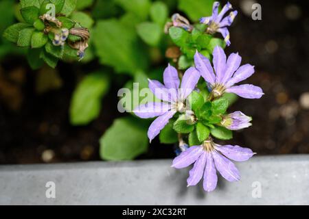 Scaevola aemula, communément appelée fleur en éventail fée ou fleur en éventail commune, est une espèce de plante à fleurs de la famille des Goodeniaceae. Il a du mostl Banque D'Images