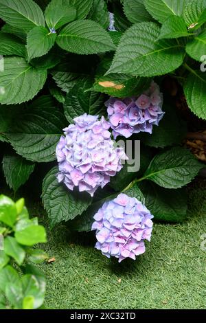 Hydrangea, communément appelé hortensia, est un genre de plus de 70 espèces de plantes à fleurs originaires d'Asie et des Amériques les fleurs de beaucoup de HY Banque D'Images