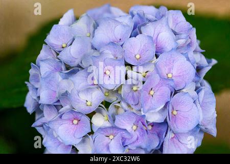 Hydrangea, communément appelé hortensia, est un genre de plus de 70 espèces de plantes à fleurs originaires d'Asie et des Amériques les fleurs de beaucoup de HY Banque D'Images