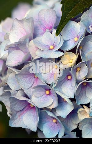 Hydrangea, communément appelé hortensia, est un genre de plus de 70 espèces de plantes à fleurs originaires d'Asie et des Amériques les fleurs de beaucoup de HY Banque D'Images