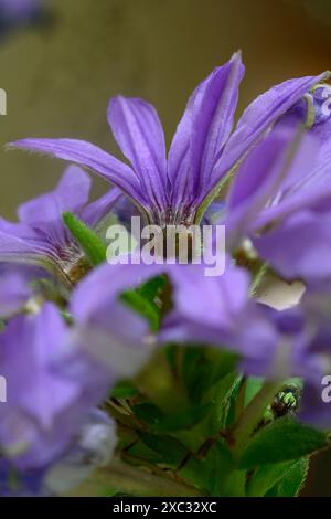 Scaevola aemula, communément appelée fleur en éventail fée ou fleur en éventail commune, est une espèce de plante à fleurs de la famille des Goodeniaceae. Il a du mostl Banque D'Images