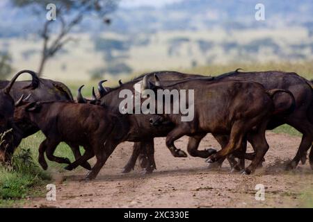 Un troupeau de buffles africains ou de buffles du Cap (Syncerus caffer) traversant la savane Banque D'Images