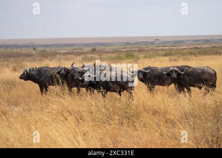 Troupeau de buffles africains ou de buffles du Cap (Syncerus caffer) qui paissait dans des prairies photographiées en Tanzanie Banque D'Images
