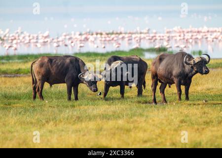 Troupeau de buffles africains ou de buffles du Cap (Syncerus caffer) qui paissait dans des prairies photographiées en Tanzanie Banque D'Images