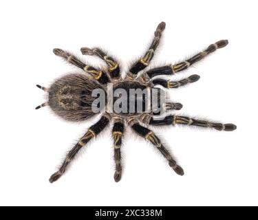 Femelle Grammostola Pulchripes aka Chaco Golden Knee tarantula. Vue de dessus, isolé sur un fond blanc. Banque D'Images