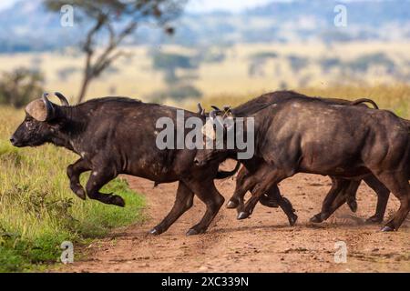 Un troupeau de buffles africains ou de buffles du Cap (Syncerus caffer) traversant la savane Banque D'Images