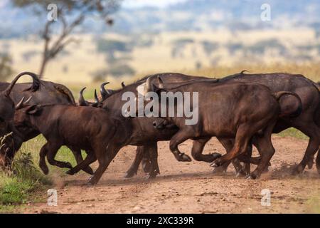 Un troupeau de buffles africains ou de buffles du Cap (Syncerus caffer) traversant la savane Banque D'Images