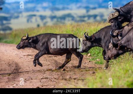 Un troupeau de buffles africains ou de buffles du Cap (Syncerus caffer) traversant la savane Banque D'Images