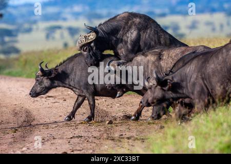 Un troupeau de buffles africains ou de buffles du Cap (Syncerus caffer) traversant la savane Banque D'Images