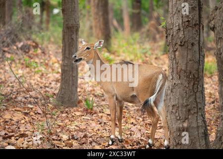 Nilgai (Boselaphus tragocamelus). Ces grandes antilopes asiatiques sont endémiques du sous-continent indien. Photographié à Jhalana, Rajasthan, Inde. Banque D'Images