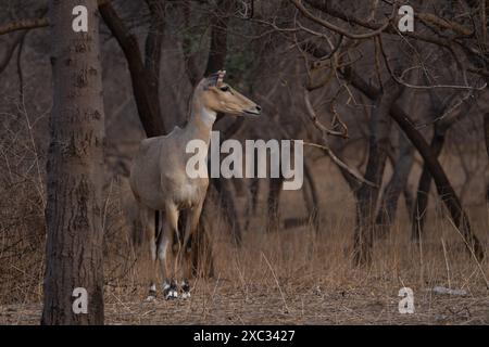 Nilgai (Boselaphus tragocamelus). Ces grandes antilopes asiatiques sont endémiques du sous-continent indien. Photographié à Jhalana, Rajasthan, Inde. Banque D'Images