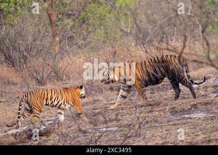 Femelle tigre du Bengale avec jeunes (Panthera tigris tigris). Photographié au parc national de bandhavgarh en Inde Banque D'Images