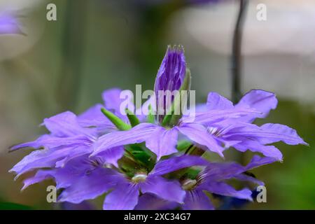 Scaevola aemula, communément appelée fleur en éventail fée ou fleur en éventail commune, est une espèce de plante à fleurs de la famille des Goodeniaceae. Il a du mostl Banque D'Images