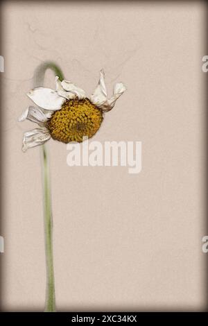 Image numériquement améliorée d'un Anthemis arvensis fané, également connu sous le nom de camomille de maïs, mayweed, camomille sans parfum, ou camomille de champ est une espèce de Banque D'Images