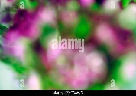 Photo abstraite floue de fleurs colorées de jardin dans des tons roses et rouges Banque D'Images