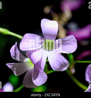 Fleurs roses d'un faux trèfle violet (Oxalis triangularis) gros plan de la feuille triangulaire photographiée dans un jardin à Jaffa, Israël. Oxalis triang Banque D'Images