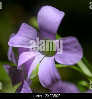 Fleurs roses d'un faux trèfle violet (Oxalis triangularis) gros plan de la feuille triangulaire photographiée dans un jardin à Jaffa, Israël. Oxalis triang Banque D'Images