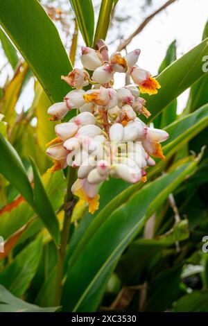 Ginger Shell (Alpinia zerumbet). Gros plan d'un raton laveur de fleurs pendantes poussant à tel Aviv, Israël Alpinia zerumbet, communément appelé gingembre en coquille, Banque D'Images