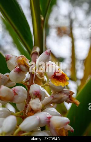 Ginger Shell (Alpinia zerumbet). Gros plan d'un raton laveur de fleurs pendantes poussant à tel Aviv, Israël Alpinia zerumbet, communément appelé gingembre en coquille, Banque D'Images