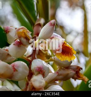 Ginger Shell (Alpinia zerumbet). Gros plan d'un raton laveur de fleurs pendantes poussant à tel Aviv, Israël Alpinia zerumbet, communément appelé gingembre en coquille, Banque D'Images