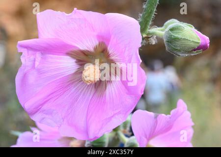 Fleurs et bourgeons roses du Hollyhock (Alcea setosa) خطميه photographiés en haute Galilée, Israël en mai Banque D'Images