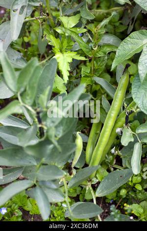 Haricots larges (vicia faba) dans le jardin Banque D'Images