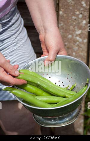 Broad Beans (vicia de Garden Banque D'Images