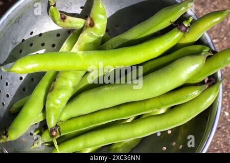 Haricots larges (vicia faba) recueillis dans une passoire du jardin Banque D'Images