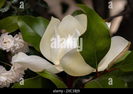 Primer plano de una flor de magnolia, un espectáculo de belleza con sus grandes pétalos blancos. Su forma elegante y simétrica le confiere un aspecto Banque D'Images
