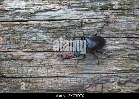 Gros plan d'un coléoptère mâle européen (Lucanus Cervus) repéré dans la forêt du Palatinat, en Allemagne Banque D'Images