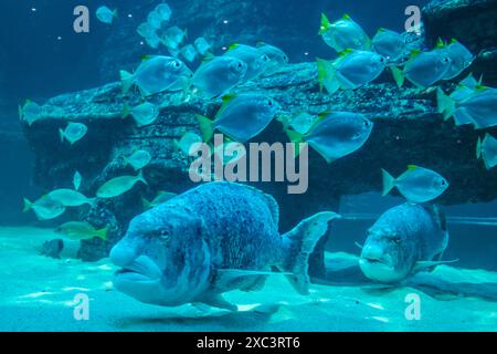 Casse-musc noir Cymatoceps nasutus parmi les petits poissons. Banque D'Images