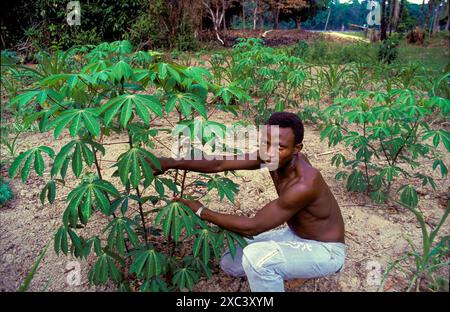Suriname - homme dans le champ de manioc dans la forêt amazonienne. Après qu'il ait «sablé et brûlé» l'endroit, les plants de manioc ont été plantés. Banque D'Images