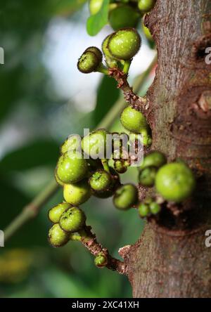 Figue à feuilles brutes ou figue à feuilles opposées, Ficus hispida, Moraceae. Asie tropicale. Ficus hispida est également connu sous le nom de figure de la feuille opposée. Banque D'Images