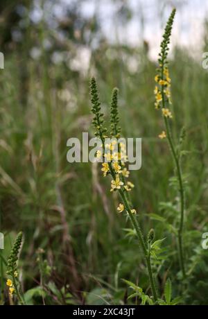 Agrimony, Agrimonia eupatoria, Rosacées. Dunstable Downs ; Bedfordshire. Banque D'Images