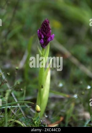 Orchidée pyramidale, Anacamptis pyramidalis, Orchidaceae. Dunstable Downs ; Bedfordshire. Banque D'Images