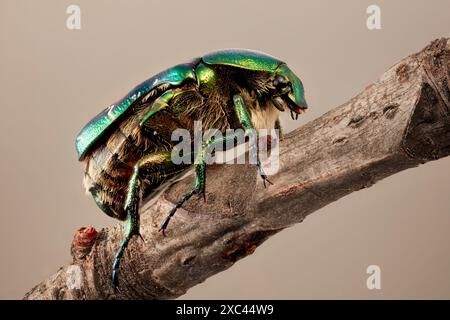 Image empilée de mise au point d'un seul Chafer de Rose verte (Cetonia aurata) photographié à un grossissement de 1:1. Banque D'Images